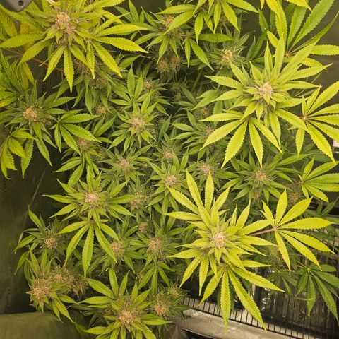 Blueberry Pancakes growlog timeline photo