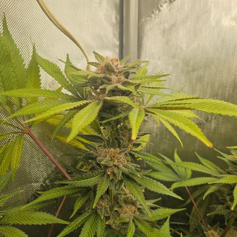 Blueberry Pancakes growlog timeline photo