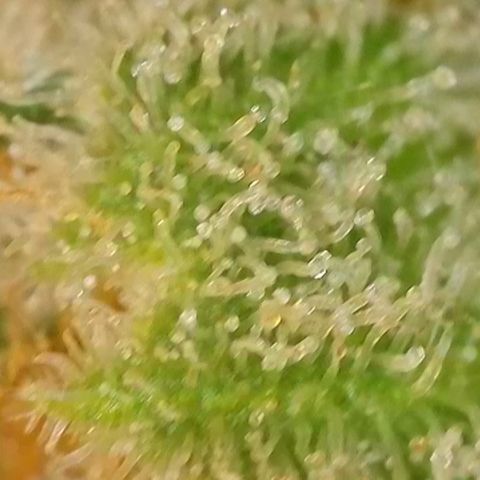 Blueberry Pancakes growlog timeline photo