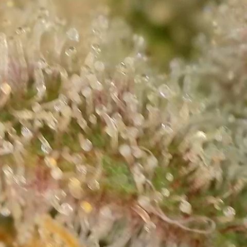 Blueberry Pancakes growlog timeline photo
