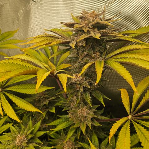 Blueberry Pancakes 2 growlog timeline photo