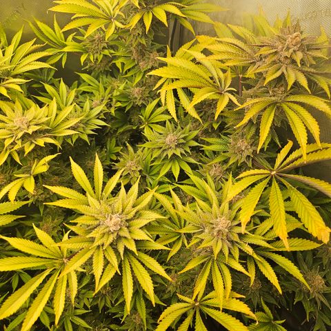 Blueberry Pancakes 2 growlog timeline photo