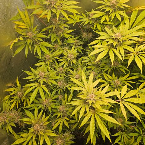 Blueberry Pancakes growlog timeline photo