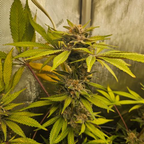 Blueberry Pancakes growlog timeline photo