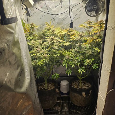 Blueberry Pancakes growlog timeline photo