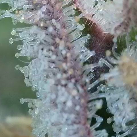 Blueberry Pancakes growlog timeline photo