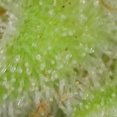 Blueberry Pancakes growlog timeline photo