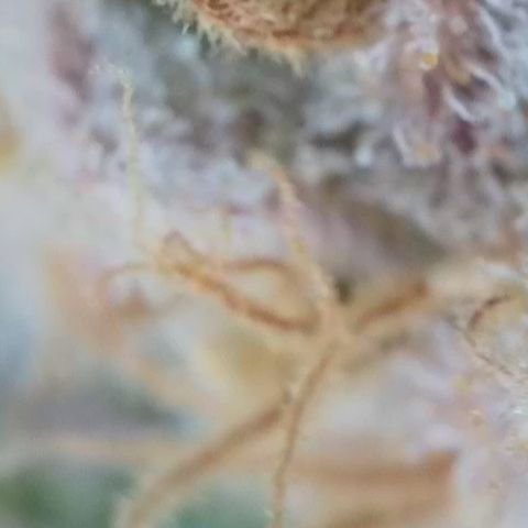 Blueberry Pancakes growlog timeline photo