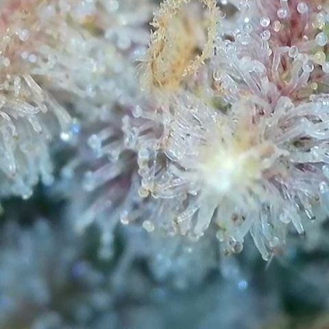 Blueberry Pancakes growlog timeline photo