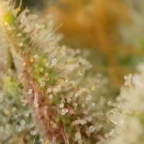 Blueberry Pancakes growlog timeline photo