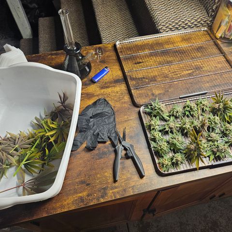 Blueberry Pancakes growlog timeline photo