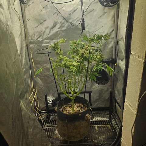 Blueberry Pancakes 2 growlog photo: Couldn't fit the whole harvest