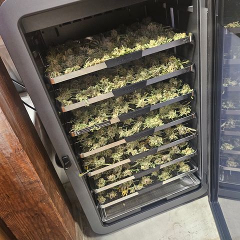 Blueberry Pancakes growlog timeline photo