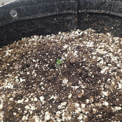 Super Lemon Haze x RS11 growlog timeline photo