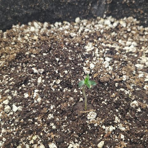 Super Lemon Haze x RS11 growlog timeline photo