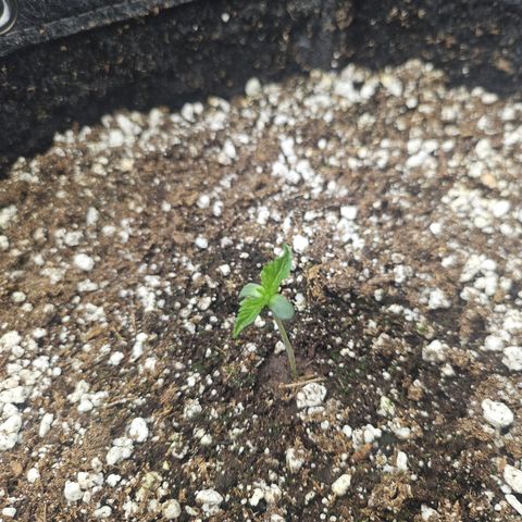 Super Lemon Haze x RS11 growlog timeline photo