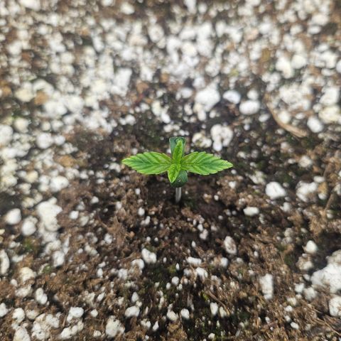 Super Silver Haze growlog timeline photo