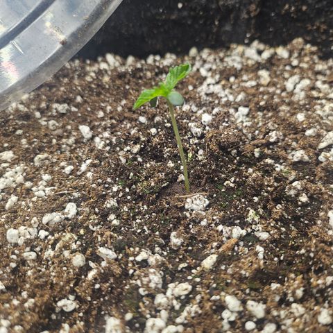 Super Lemon Haze x RS11 growlog timeline photo