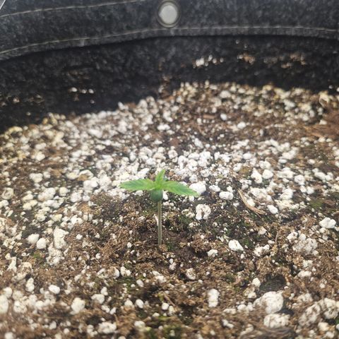 Super Silver Haze growlog timeline photo