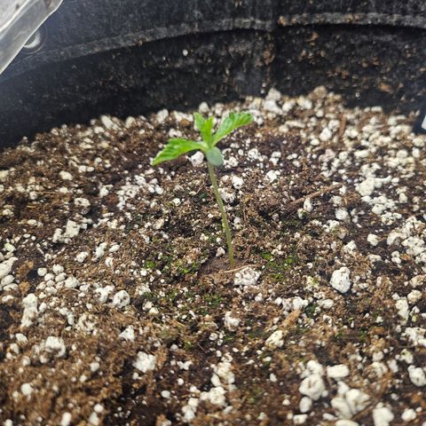 Super Lemon Haze x RS11 growlog timeline photo