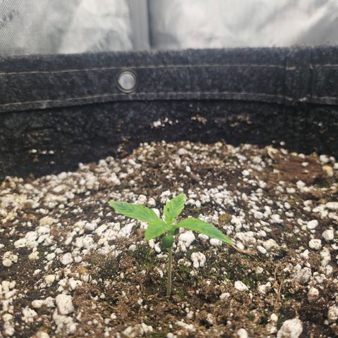 Super Silver Haze growlog timeline photo