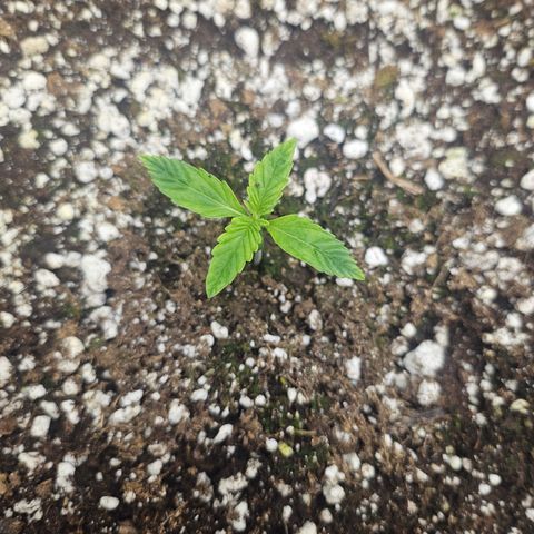 Super Silver Haze growlog timeline photo