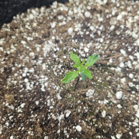 Super Lemon Haze x RS11 growlog timeline photo