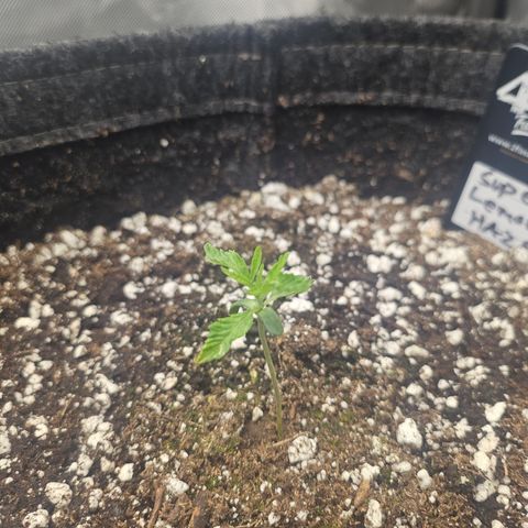 Super Lemon Haze x RS11 growlog timeline photo