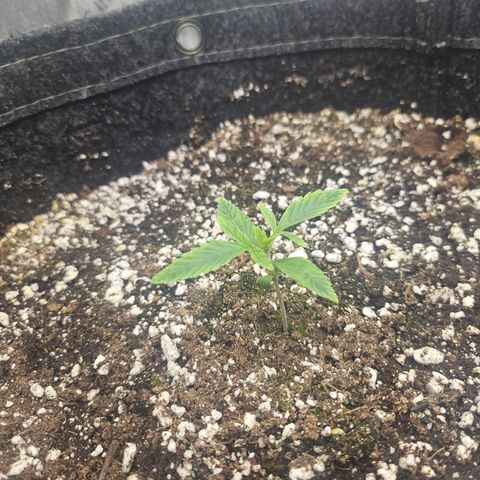 Super Silver Haze growlog timeline photo