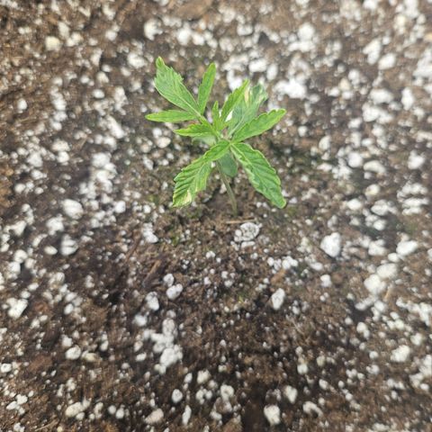 Super Lemon Haze x RS11 growlog timeline photo