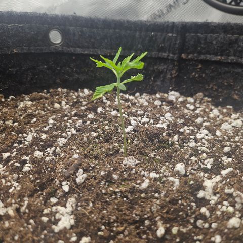 Super Lemon Haze x RS11 growlog timeline photo