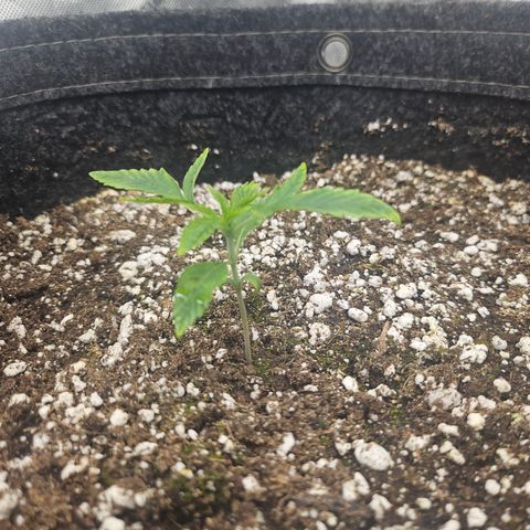 Super Silver Haze growlog timeline photo