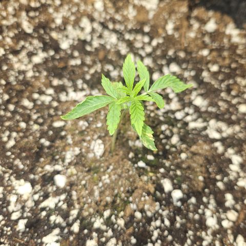 Super Lemon Haze x RS11 growlog timeline photo