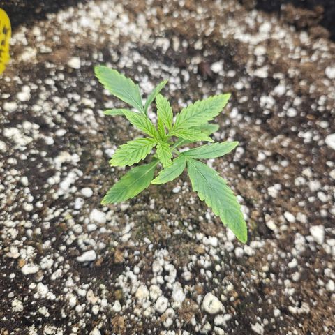 Super Silver Haze growlog timeline photo
