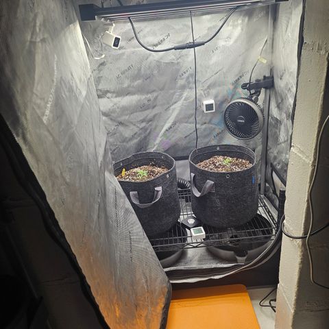 Super Silver Haze growlog timeline photo