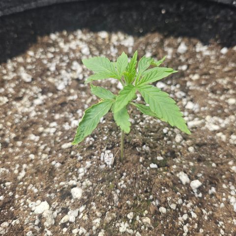 Super Lemon Haze x RS11 growlog timeline photo