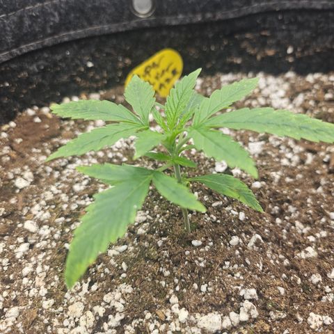 Super Silver Haze growlog timeline photo