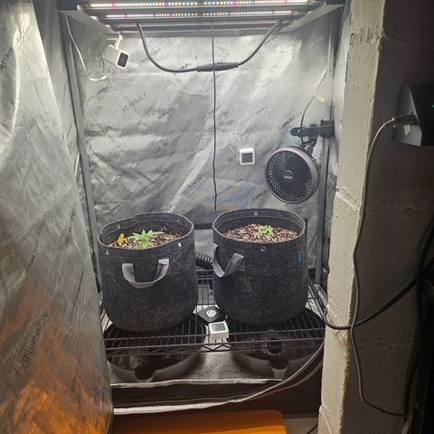 Super Silver Haze growlog timeline photo