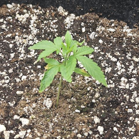 Super Lemon Haze x RS11 growlog timeline photo