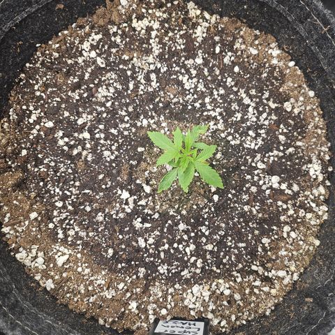 Super Lemon Haze x RS11 growlog timeline photo