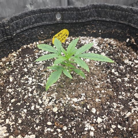 Super Silver Haze growlog timeline photo