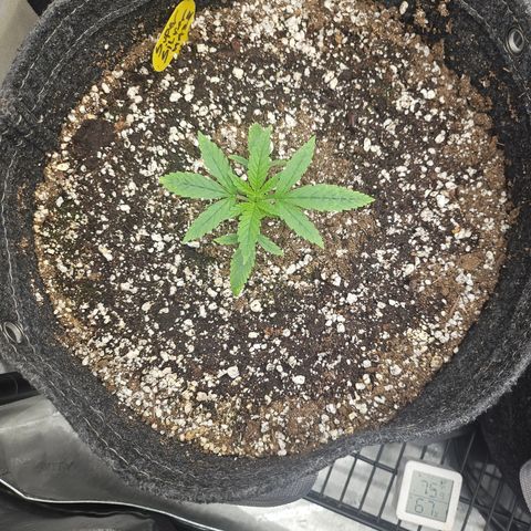 Super Silver Haze growlog timeline photo