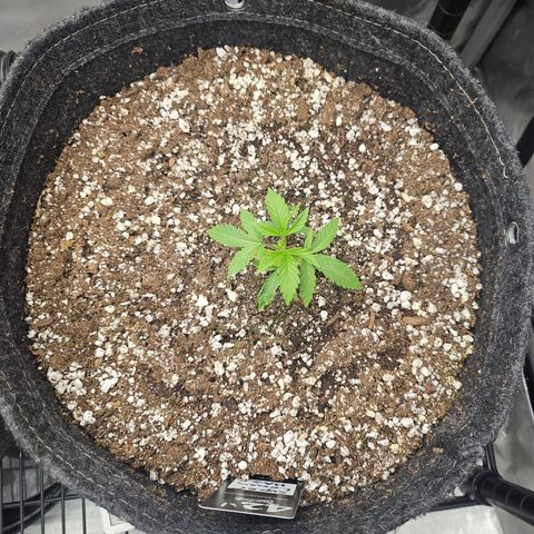 Super Lemon Haze x RS11 growlog timeline photo