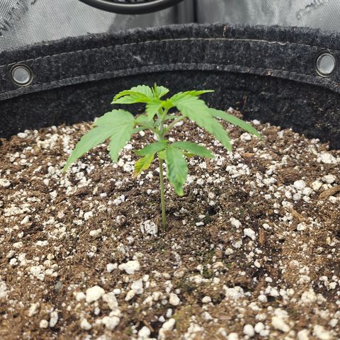Super Lemon Haze x RS11 growlog timeline photo