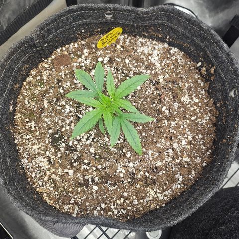 Super Silver Haze growlog timeline photo