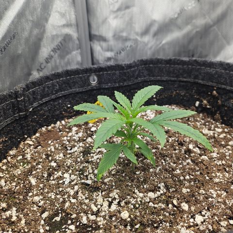 Super Silver Haze growlog timeline photo