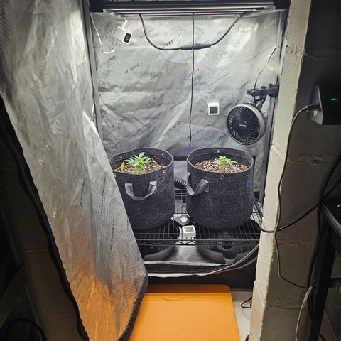 Super Silver Haze growlog timeline photo