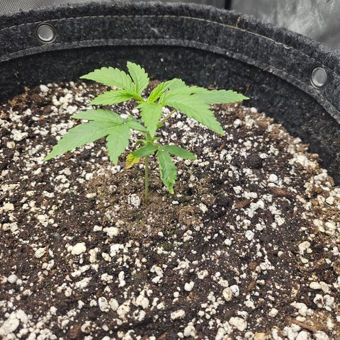 Super Lemon Haze x RS11 growlog timeline photo