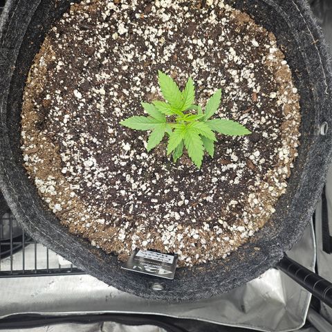 Super Lemon Haze x RS11 growlog timeline photo