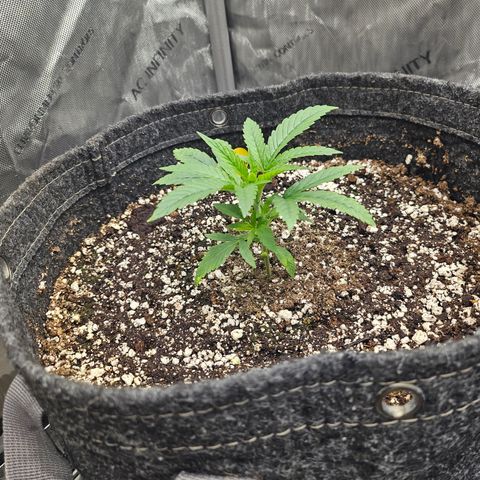 Super Silver Haze growlog timeline photo